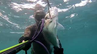 Gilthead XL fishing pesca fish spearfishing diving scubadiving underwater submarine sub [upl. by Sucramad]