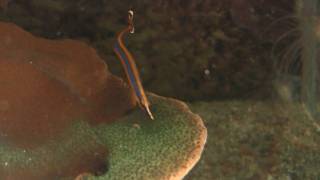 Bluestripe Pipefish Doryrhamphus excisus  Indische BlaustreifenSeenadel [upl. by Callean]