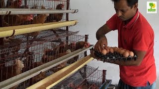 Home Business Ideas  Layer Chicken Farming Plan and Starting a Business at Poultry Farming [upl. by Jenn]