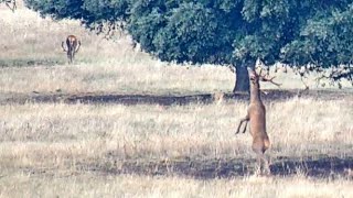 Primillar y la raña  🔴DIRECTO Parque Nacional de Cabañeros [upl. by Zoeller721]