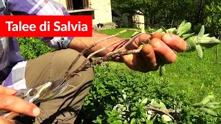 SALVIA un sistema efficace per ottenere Nuove Piante [upl. by Vowel]