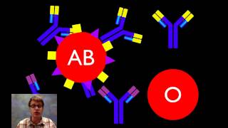 Blood Types [upl. by Platt]