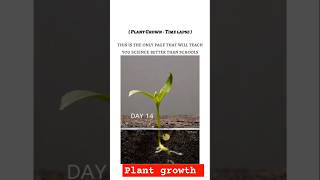 Plant growth time lapse from germination to Adult plant viralshorts viral science shorts bmw [upl. by Aihseym]