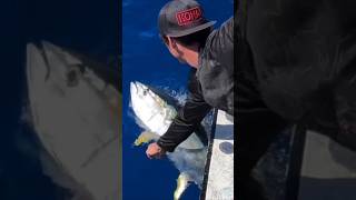 TOP 20 Unbelievable Giant Fish Catches Caught on Camera – Worlds Biggest Ever giantfish shorts [upl. by Oilerua]