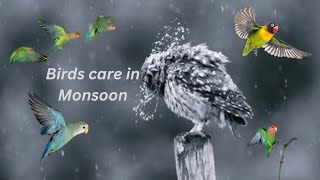 Birds care in Monsoon  HWI Aviary [upl. by Airogerg]