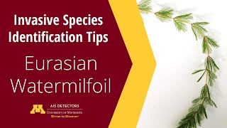 Identification Tips Eurasian Watermilfoil Myriophyllum spicatum [upl. by Sams]