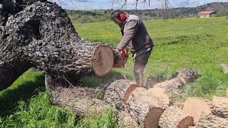 Hoy si que hacemos leña del árbol caido 😅😅😉👍 [upl. by Anirehtak]