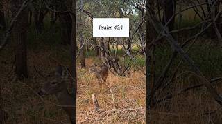 Psalm 42  quotAs The Deer Longs For Streams of Waterquot quotes catholicdevotion psalms psalm42 [upl. by Jody619]