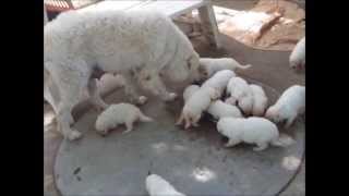 raw fed kuvasz puppies [upl. by Hildebrandt795]