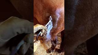 😳Freeze branding on cattle 😱facts factsinhindi shortsviralfactvideo sciencesciencefacts [upl. by Haye]