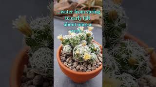 The THIMBLE CACTUS beautiful easy to grow amp bloom mammillaria gracilis cacti cactus shorts [upl. by Atteuqahc]