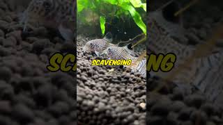 Corydoras Catfish The Best Tank Cleaners Youll Ever Have [upl. by Kus]