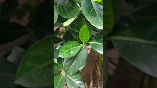 Inmygardenin my pinnishome subscribe healthy benefits garden drmanthena jackfruit viral [upl. by Andriette]