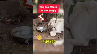 Heartwarming Puppy Rescue and Recovery🥺 shortvideo [upl. by Aynot765]