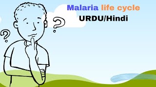 Plasmodium falciparum life cycle Malaria cycle in urdu hindi [upl. by Droc]