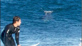 Great white shark chases surfers up rockshelf in Australia [upl. by Sirod]