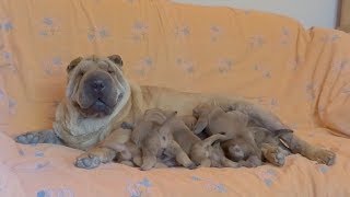 Luna the Shar Pei Feeding her One Week Old Puppies [upl. by Scheck]