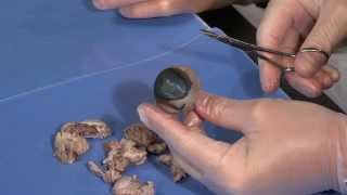 Detailed Cow Eye Dissection Part I Jr High High School and College Review [upl. by Miarhpe715]