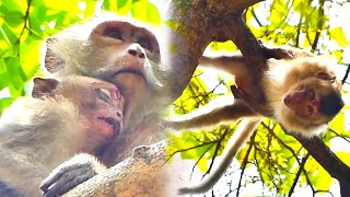 Poor injured little monkeys are not loved and protected Life is hard for them [upl. by Leinaj]