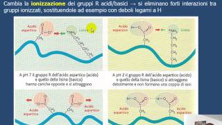 La denaturazione delle proteine HD [upl. by Ottinger]