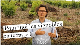 Pourquoi les vignobles en terrasse   La minute Cazes 37 [upl. by Nrublim797]