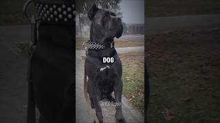 Cane Corso Dog Hidden Facts shorts ytshorts funnyanimals youtubeshorts trending [upl. by Siraj]