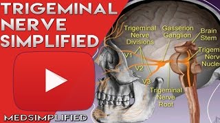 Trigeminal Nerve Anatomy  Cranial Nerve 5 Course and Distribution [upl. by Luap]