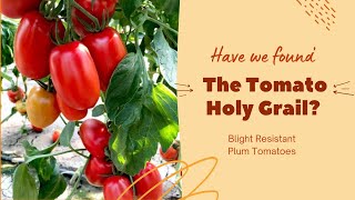 Blight Resistant Plum Tomatoes [upl. by Ahsennek]