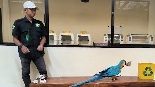 Live  Training Burung Macaw Melatih Burung Macaw Untuk Show [upl. by Desi851]