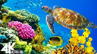 3 HOURS of 4K Underwater Wonders  Relaxing Music  Coral Reefs amp Colorful Sea Life in UHD [upl. by Enytsuj]