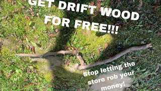 How to get FREE driftwood [upl. by Eugnimod796]