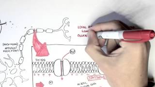 Pharmacology  Local Anaesthetic [upl. by Norman]