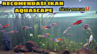 Koleksi Ikan terbaik untuk aquascape ikan rainbow ikan Odessa barb tiger barb slayer [upl. by Nitfa]