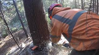 Logging Coastal Maine Pine [upl. by Enaillil]