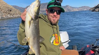 Okanagan Fishing  Massive Northern Pike Minnow [upl. by Hachmin592]