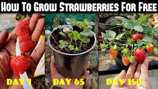 How To Grow Strawberries From Seed  SEED TO HARVEST [upl. by Atel]