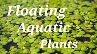 aquatic plants  aquatic plants names  floating aquatic plants  floating plants names and pictures [upl. by Ijnek]