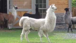 Llamas running at StoneBridge Farm [upl. by Enimasaj983]