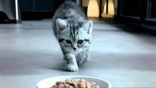 Whiskas Kitten TV Commercial [upl. by Heath593]