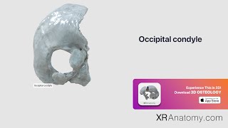 Occipital Bone  Occipital condyle [upl. by Nguyen]