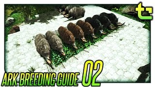 Ark Breeding  How To  Breed for Stats  TimmyCarbine [upl. by Siari]