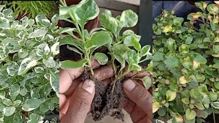 How To Propagate Alternanthera Ficoidea White Carpet Brazilian Snow Flower Snow Carpet [upl. by Row]