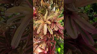 Blushing Bromeliad garden houseplant plants nature [upl. by Farrah]