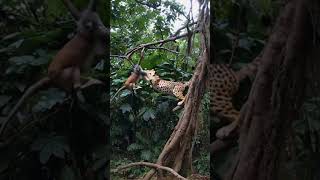 A Honorable cheetah fight with monkey in tree  Best funny vadio 💥🔥 [upl. by Nnaeerb]