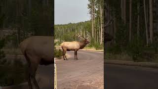 Do you know how elk sounds rockymountainnationalpark colorado fall usa september2024 park [upl. by Olim641]