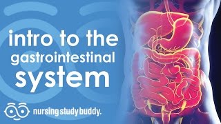 Intro to Gastrointestinal System  Nursing Study Buddy Video Library [upl. by Jarrett]