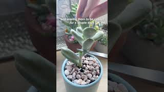 Propagate Cotyledon Orbiculata Succulent 🌱 succulentsbox succulents cactus propagation shorts [upl. by Pamelina227]