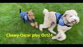 Chewy and Oscar run around Felts Field WA Oct 2024 [upl. by Alyl111]