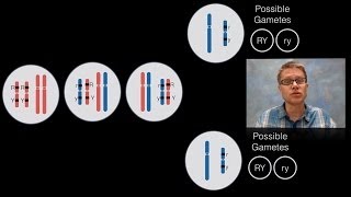 Chromosomal Inheritance [upl. by Ellata]