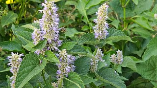 Plant of The Week Herbs Agastache or Anise Hyssop [upl. by Vigor924]